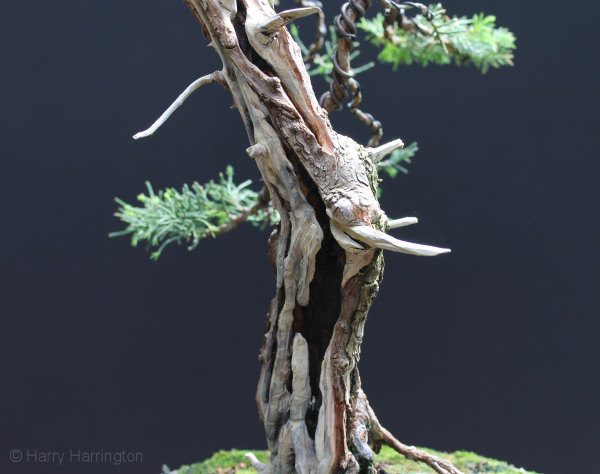 Chinese Juniper Bonsai